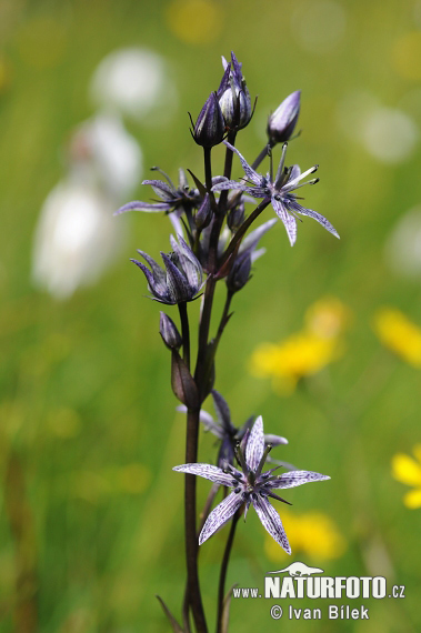 Genzianella stellata