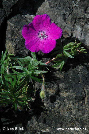 Géranium sanguin