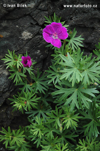 Géranium sanguin