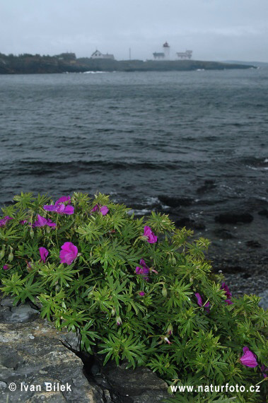 Geranium sanguineum