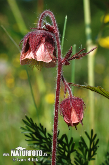 Geum rivale