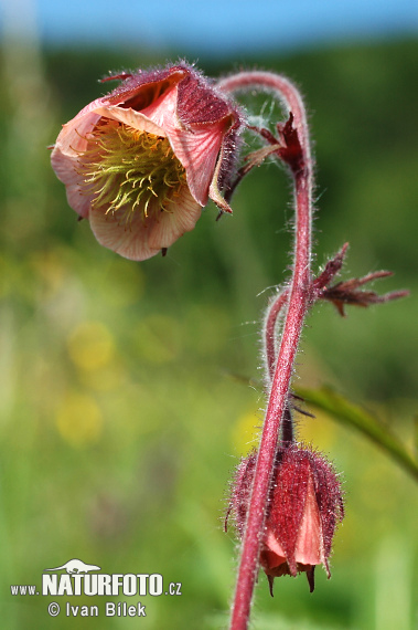 Geum rivale