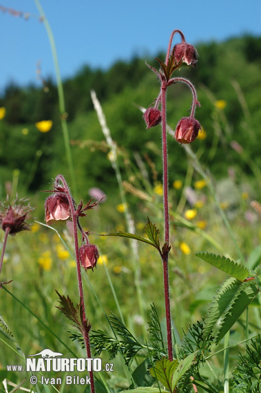 Geum rivale