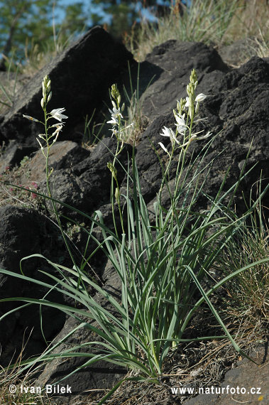 Giglio di S. Bernardo