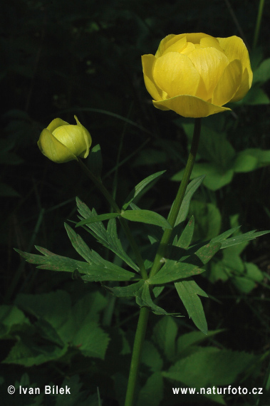 Globeflower (Trollius altissimus)