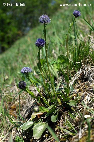 Globularia bisnagarica