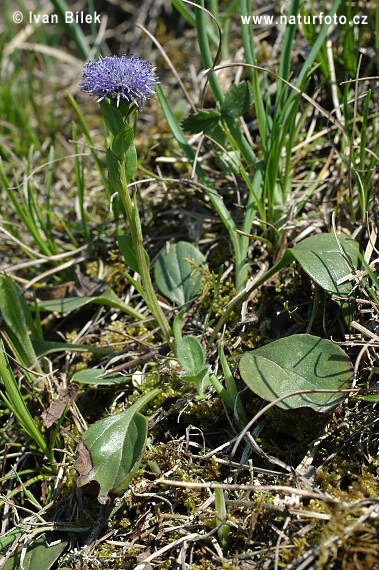 Globularia bisnagarica