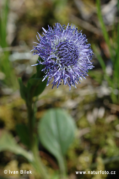 Globularia bisnagarica