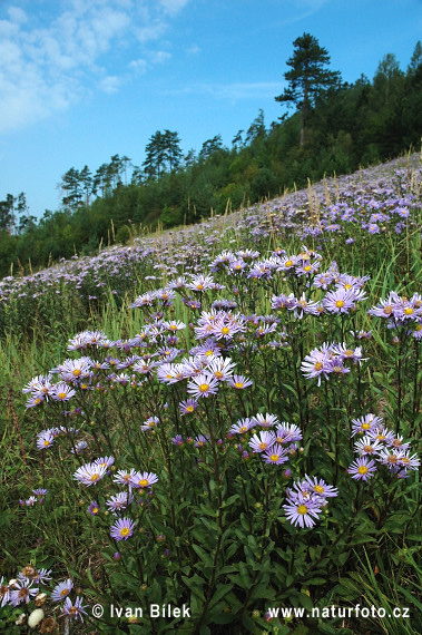 Gorska nebina