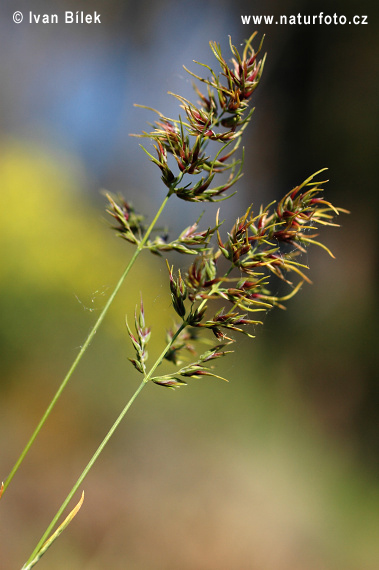 Grama cebollera