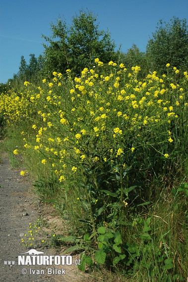 Grote hardvrucht