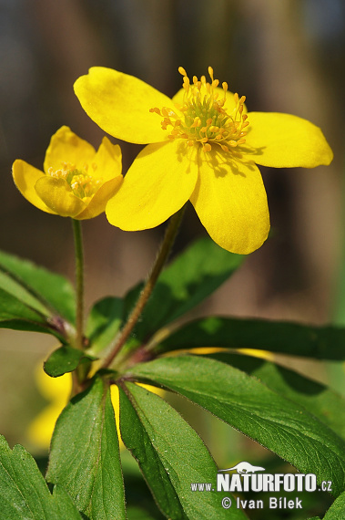 Gul Anemone