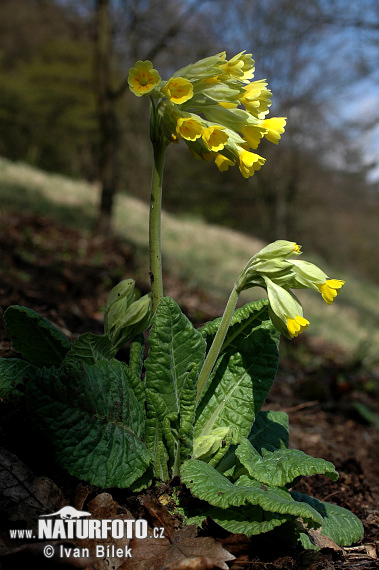 Gulden sleutelbloem