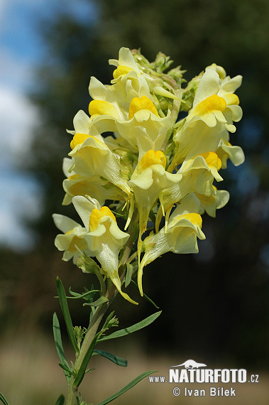 Gulsporre