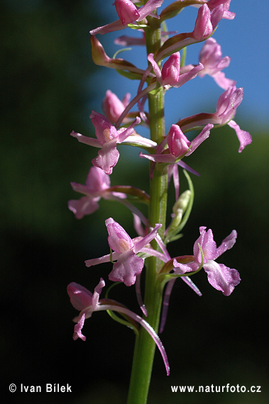 Gymnadenia conopsea subsp. conopsea