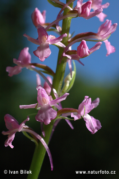 Gymnadenia conopsea subsp. conopsea