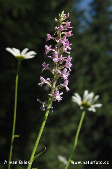 Gymnadenia conopsea subsp. conopsea