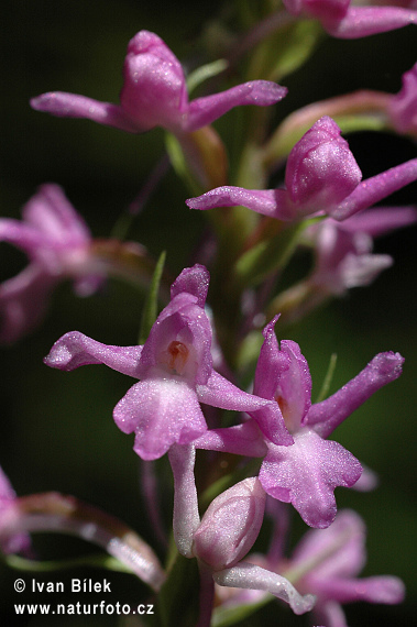 Gymnadénie moucheron - Orchis moustique