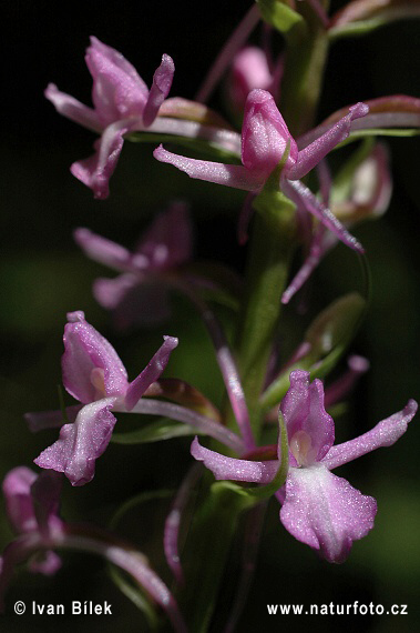 Gymnadénie moucheron - Orchis moustique