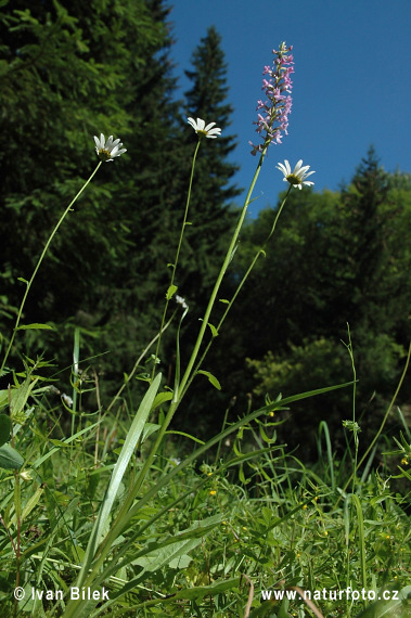 Gymnadénie moucheron - Orchis moustique