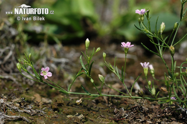 Gypsophila muralis