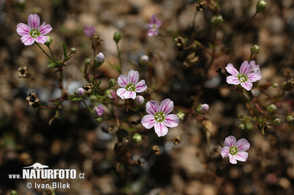 Gypsophile des moissons - Gypsophile des murailles - Gypsophile des murs