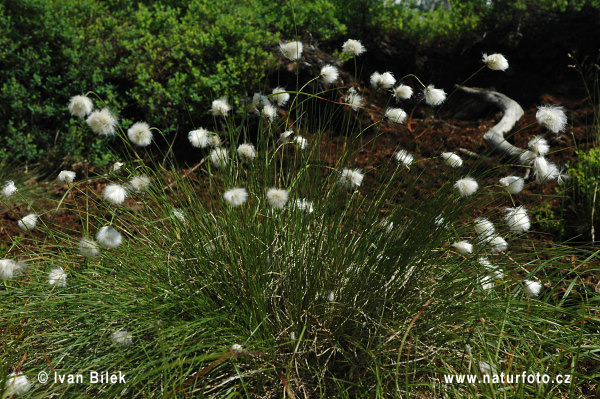 Hare'S-Tail Cottongrass (Eriophorum vaginatum)