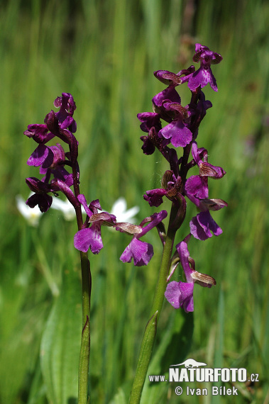 Harlekijn plant