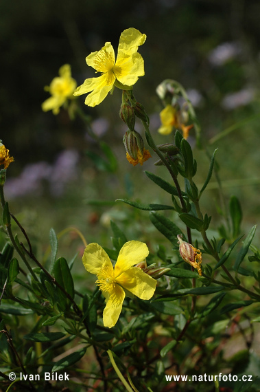 Helianthemum grandiflorum subsp. obscurum