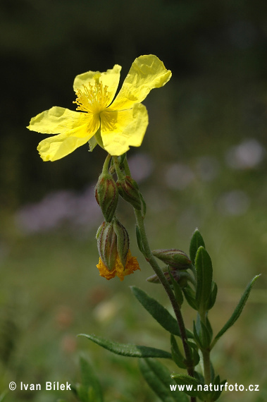 Helianthemum grandiflorum subsp. obscurum