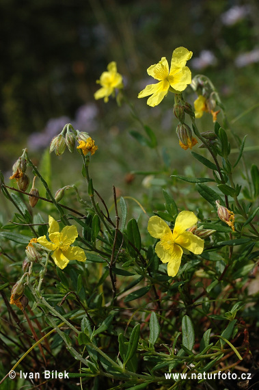 Helianthemum grandiflorum subsp. obscurum