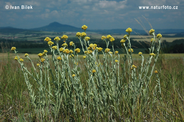 Helichrysum arenarium