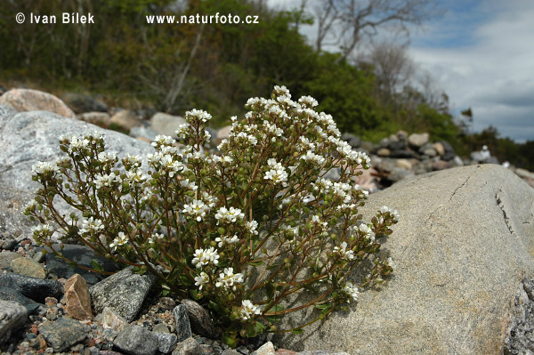 Herba de la cullera