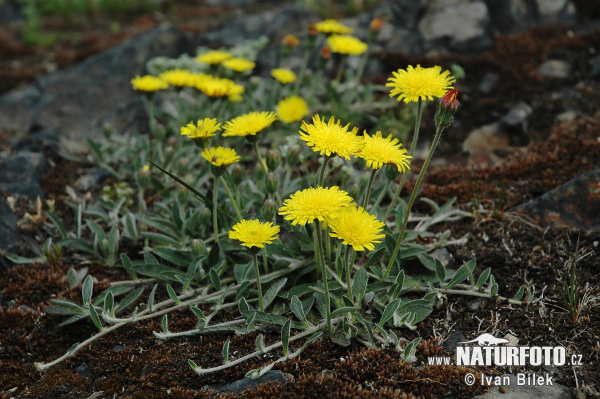 Hieracium pilosella