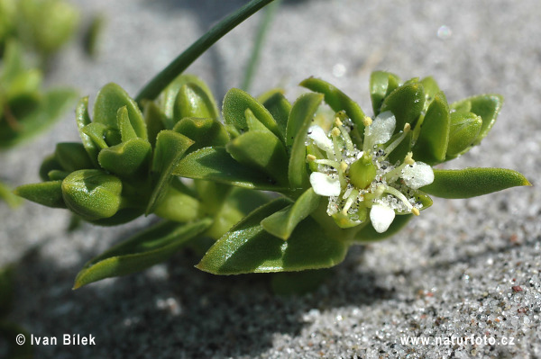 Honkenia piaskowa