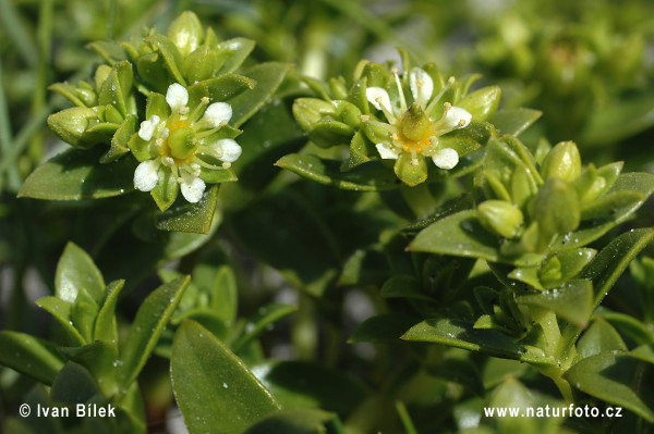 Honkenia piaskowa