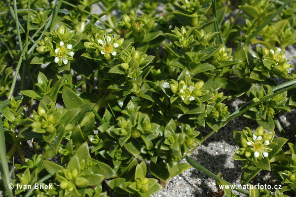 Honkenia piaskowa