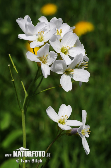 Hrafnaklukka