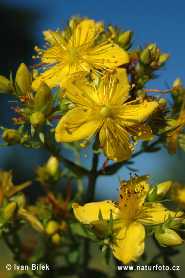 Hypericum perforatum