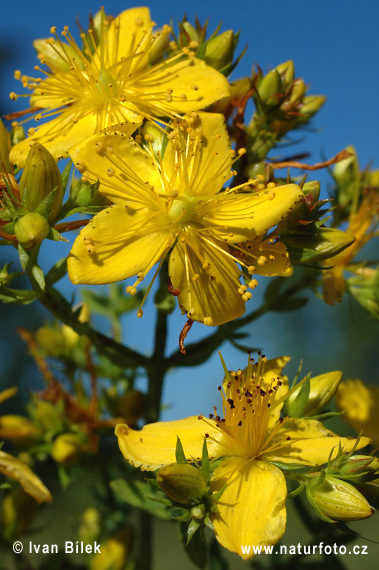 Hypericum perforatum