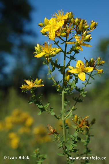 Hypericum perforatum