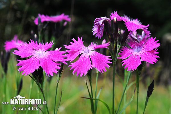 ianthus seguieri Vill. subsp. glaber Čelak. S