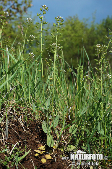 icrothlaspi perfoliatum L. F. K. Mey. S