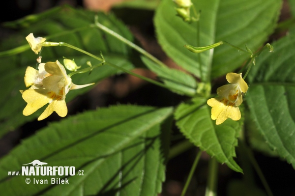 Impatiens parviflora