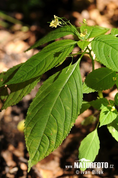 Impatiente à petites fleurs - Balsamine à petites fleurs