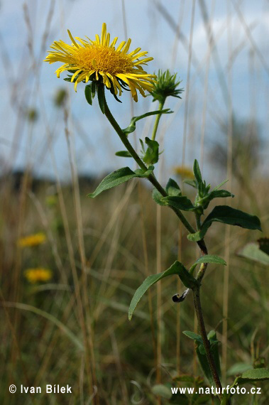 Inula britannica