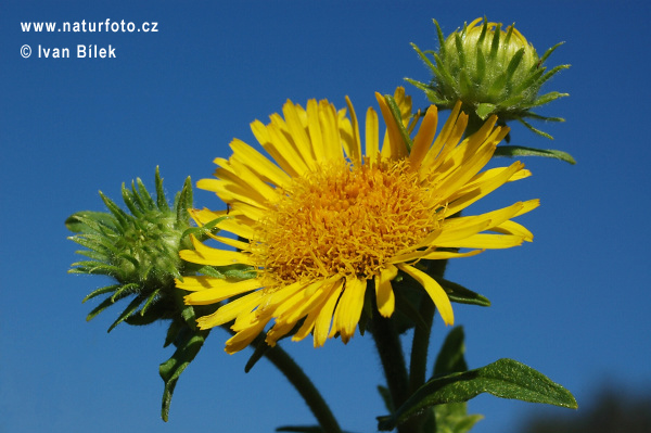 Inula britannica