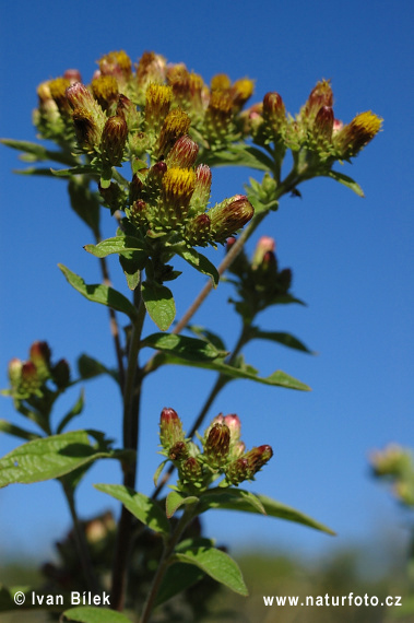 Inula conyzae