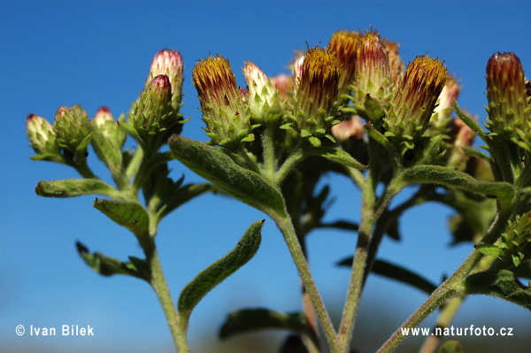 Inula conyzae