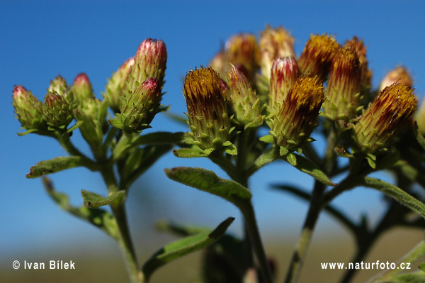 Inula conyzae